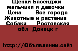 Щенки Басенджи ,мальчики и девочки › Цена ­ 1 - Все города Животные и растения » Собаки   . Ростовская обл.,Донецк г.